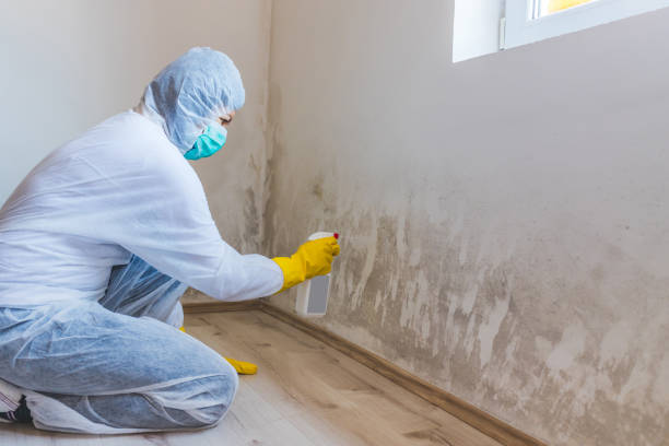 Licensed Mold Remediation service in Wayne, NJ - WQB Mold Removal